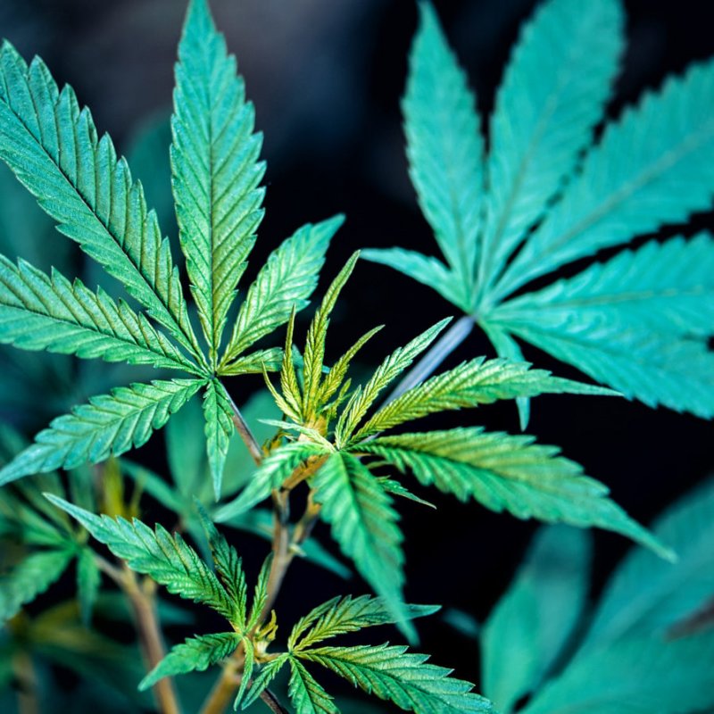 How Cannabis is Breaking into the High End market