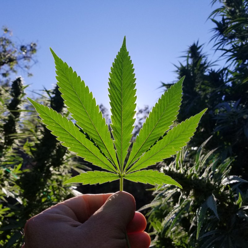 Beyond Consumption: The Future of Cannabis