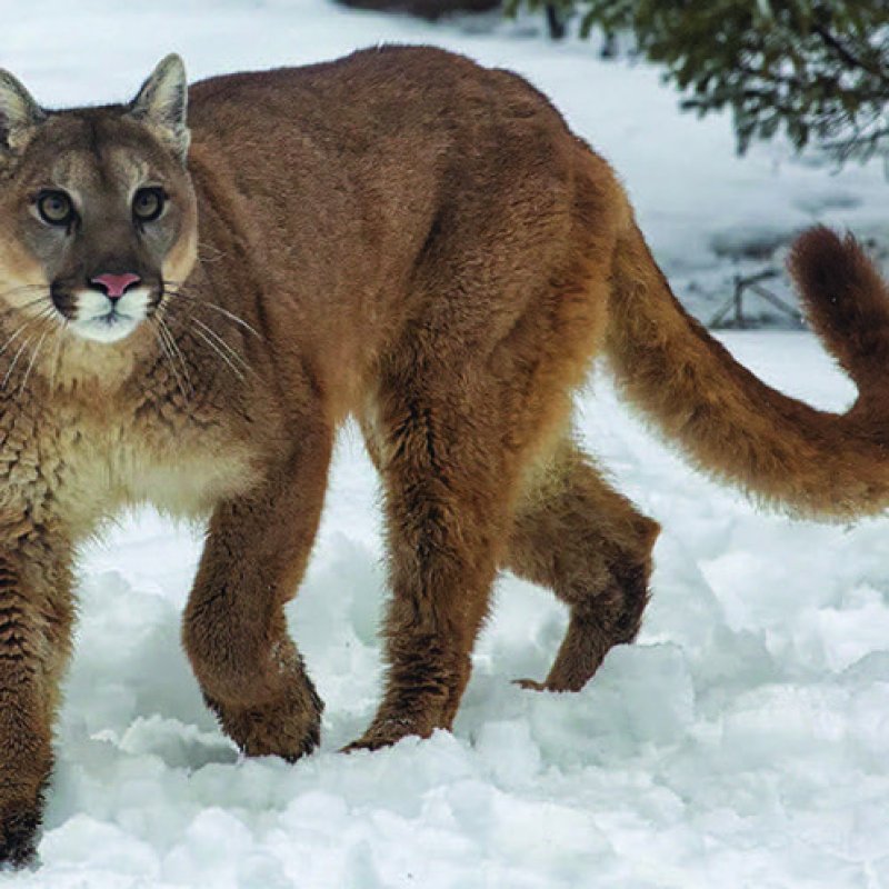 Woman Uses METALLICA Music To Fend Off Cougar 