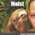 moistsloth