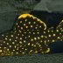 pleco