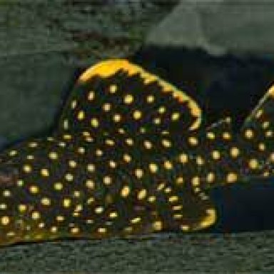 pleco