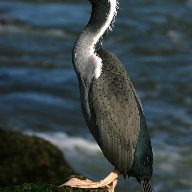 Shag