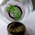 Schmokin'