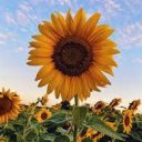 sunflower36002