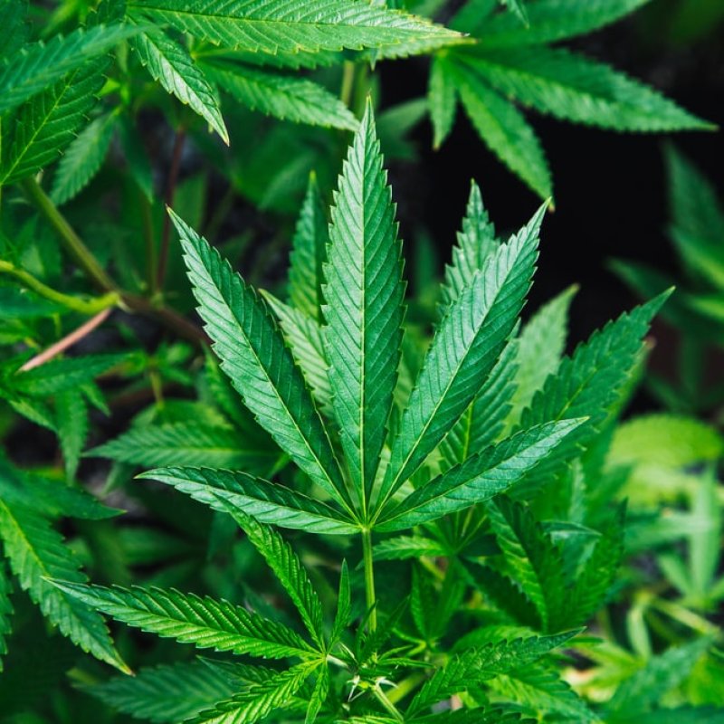 How CBD Oil Helps With Complex Partial Seizures?