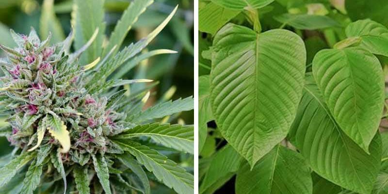 Should You Mix Cannabis And Kratom?