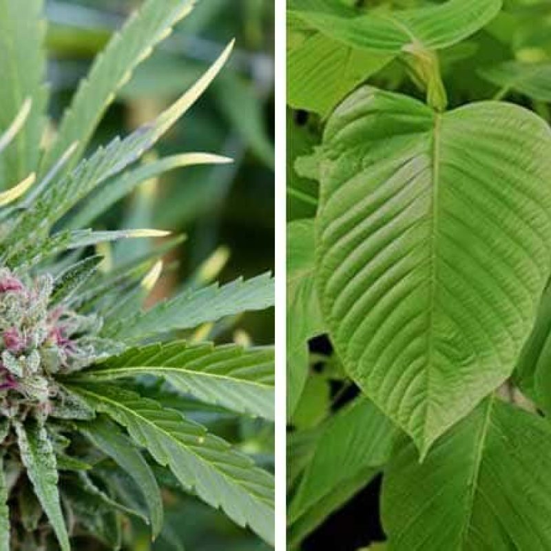 Should You Mix Cannabis And Kratom?