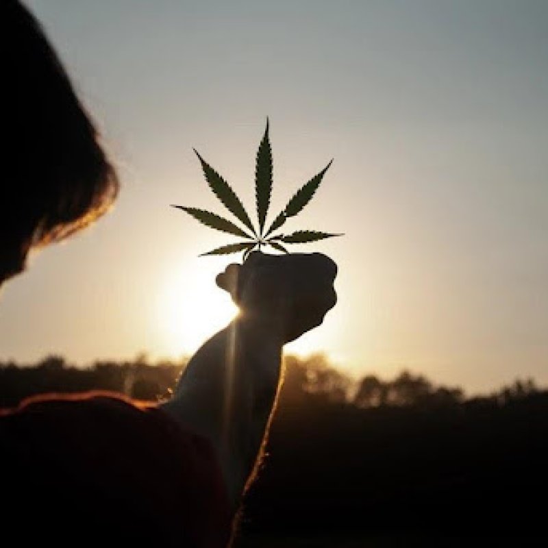 8 Facts You Didn't Know About Cannabis