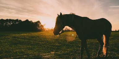 Metal Songs About Horses to Add to Your Playlist