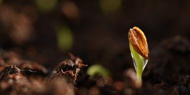 Unlocking the Secrets of Germination: A Comprehensive Guide to Seed Banks