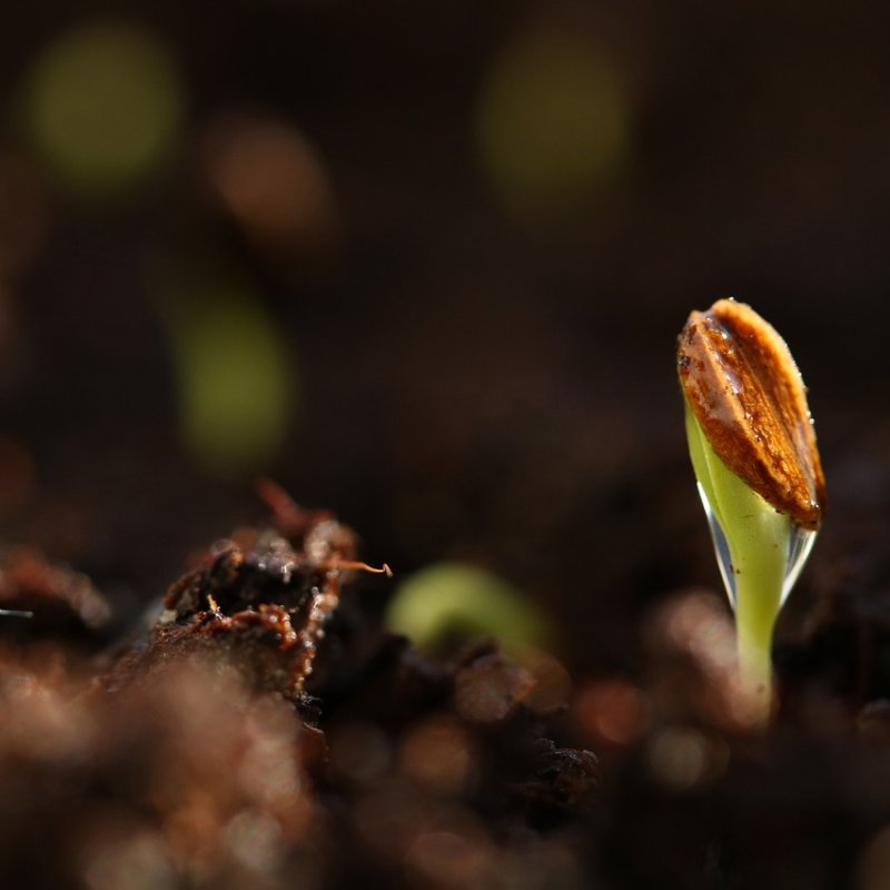 Unlocking the Secrets of Germination: A Comprehensive Guide to Seed Banks