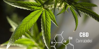 Guide to High THCA Flower for Sale