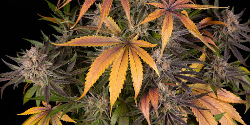 Indoor vs. Outdoor Cannabis Cultivation: Which Is Right for You?