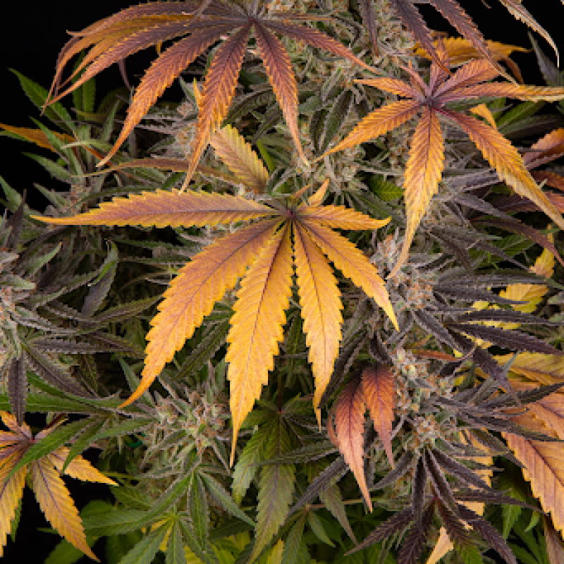 Indoor vs. Outdoor Cannabis Cultivation: Which Is Right for You?