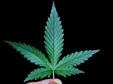 Do Cannabis Seed Banks Have the Perfect Strains for Metal Fans?