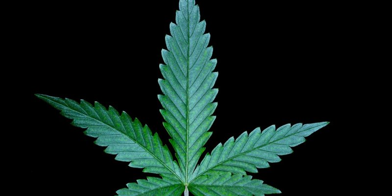Do Cannabis Seed Banks Have the Perfect Strains for Metal Fans?