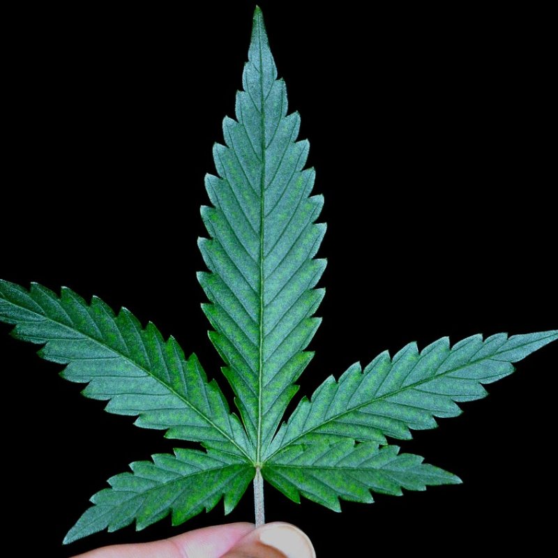 Do Cannabis Seed Banks Have the Perfect Strains for Metal Fans?