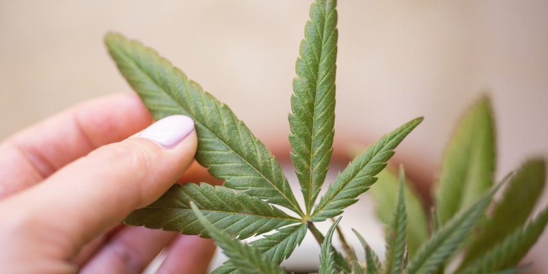Navigating the New Frontier: A Primer on THCV Edibles