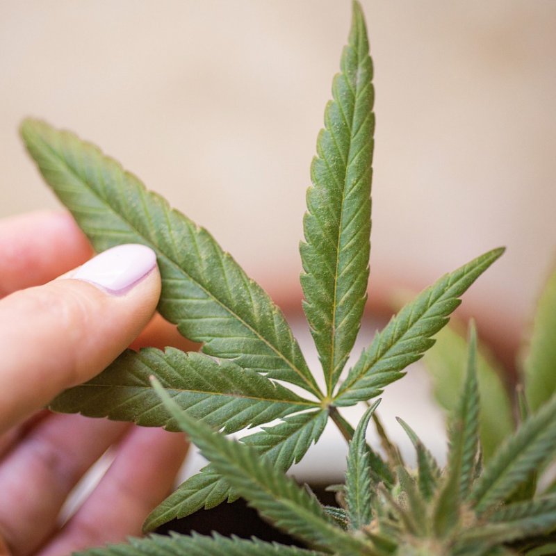 Navigating the New Frontier: A Primer on THCV Edibles