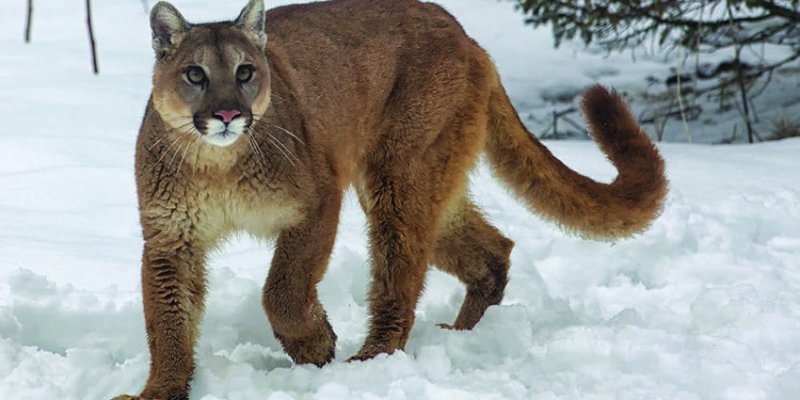 Woman Uses METALLICA Music To Fend Off Cougar 