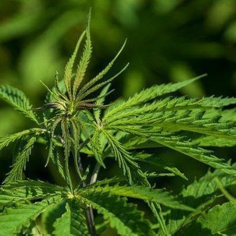 7 Surprising Benefits of Cannabis You Should Know