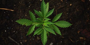 7 Amazing Little Known Ways Music and Weed Together Affect Our Brain