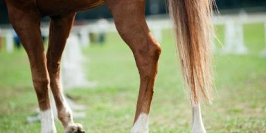 Could CBD Oil Be The Cure For Arthritis In Horses?