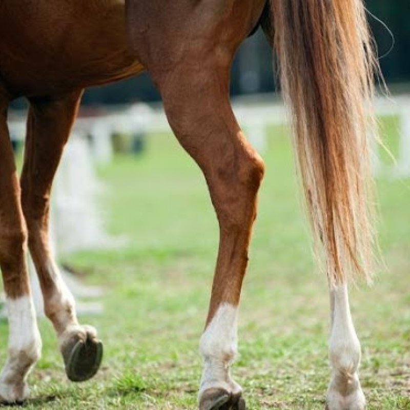 Could CBD Oil Be The Cure For Arthritis In Horses?