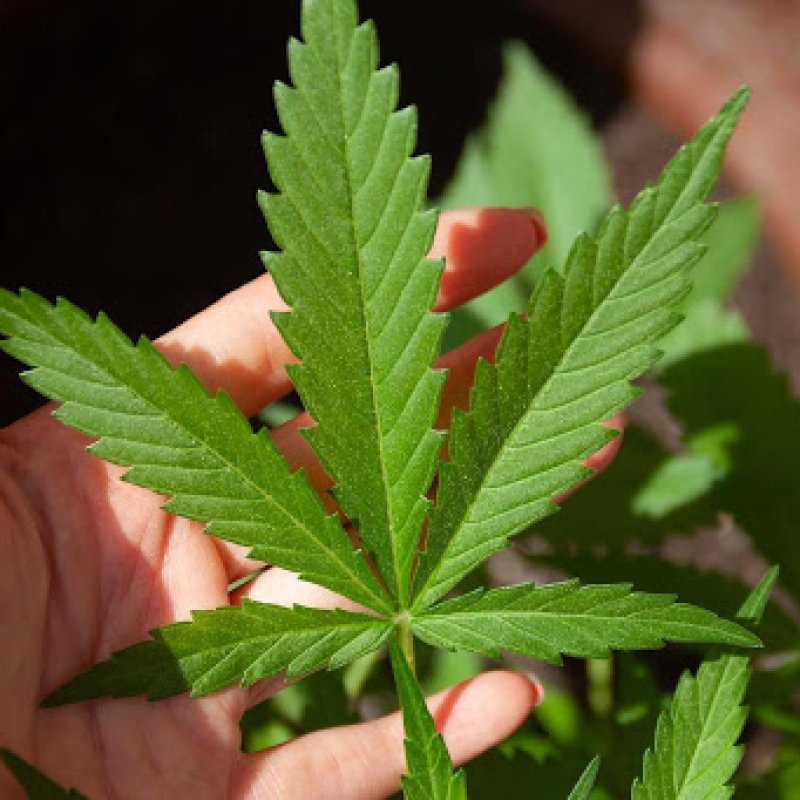 5 Cannabis Brands Owned And Operated By Musicians