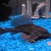 pleco