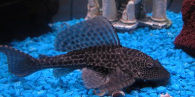 pleco