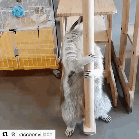 racoon stripper