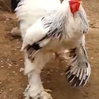 Huge White Cock