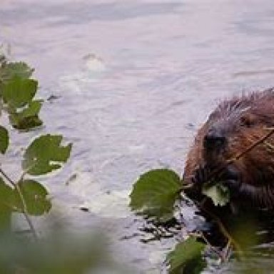 wet beaver
