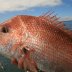 giant pink snapper
