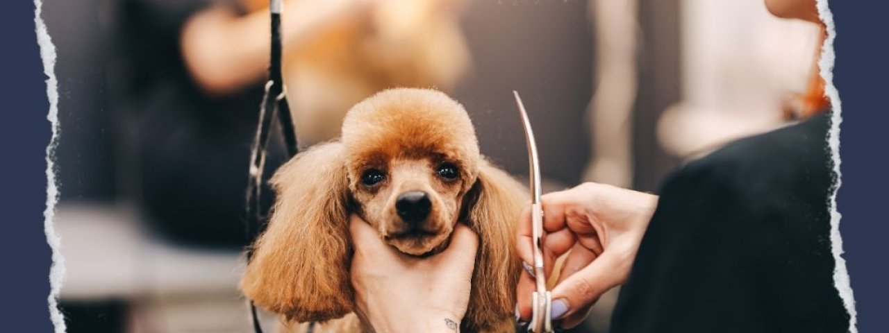 waggingtails
