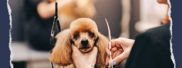 waggingtails