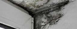 Mold Remediation Companies