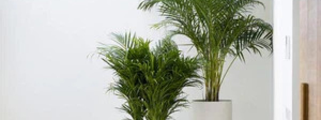 indoorplantmaintenanceservice