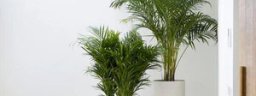 indoorplantmaintenanceservice