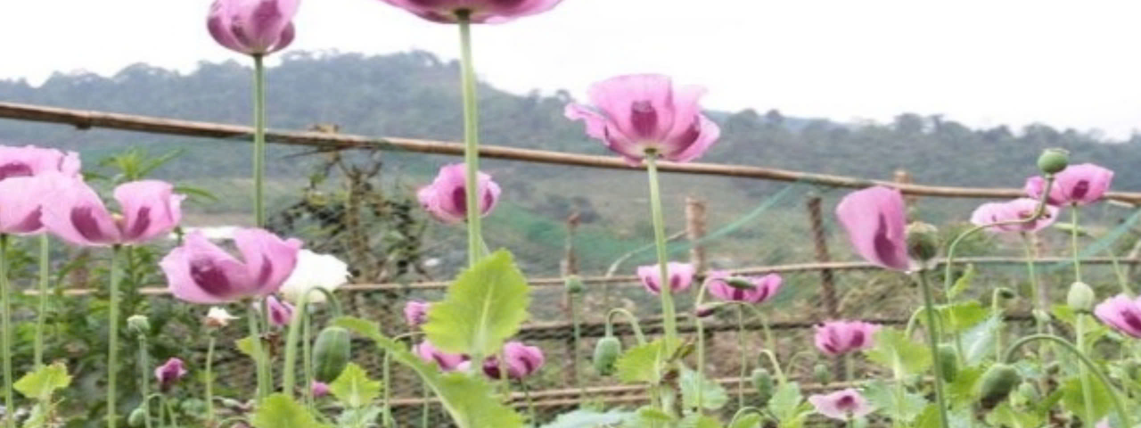 thuocphien11