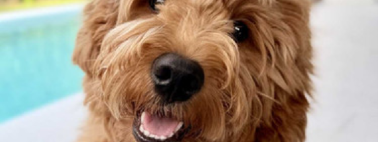 palmbeachgoldendoodles
