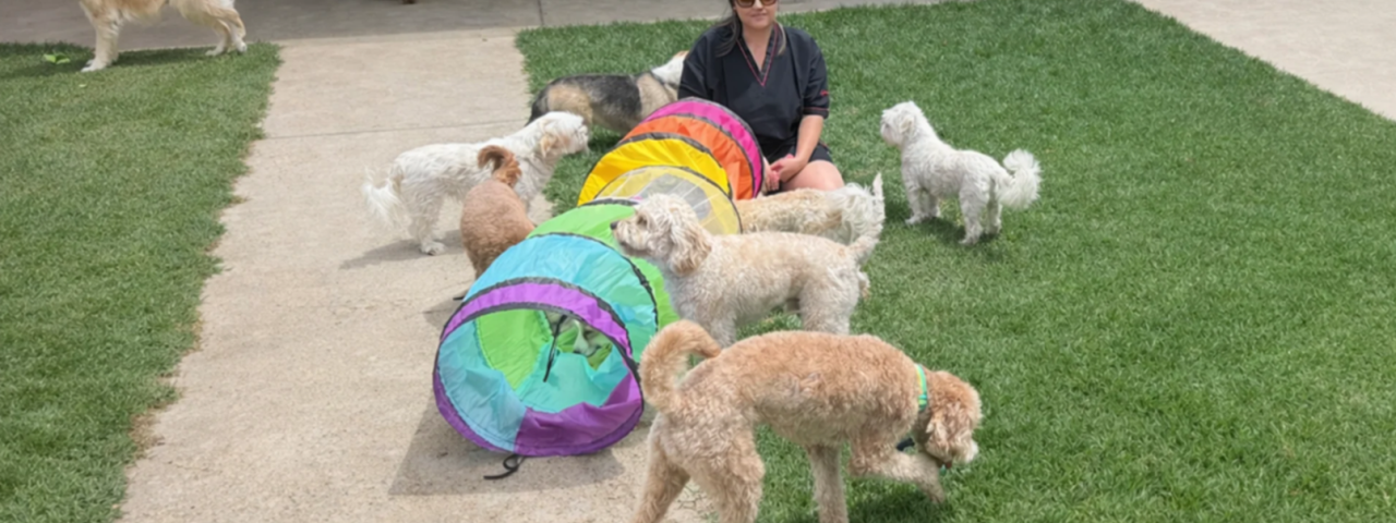 dogloveservices