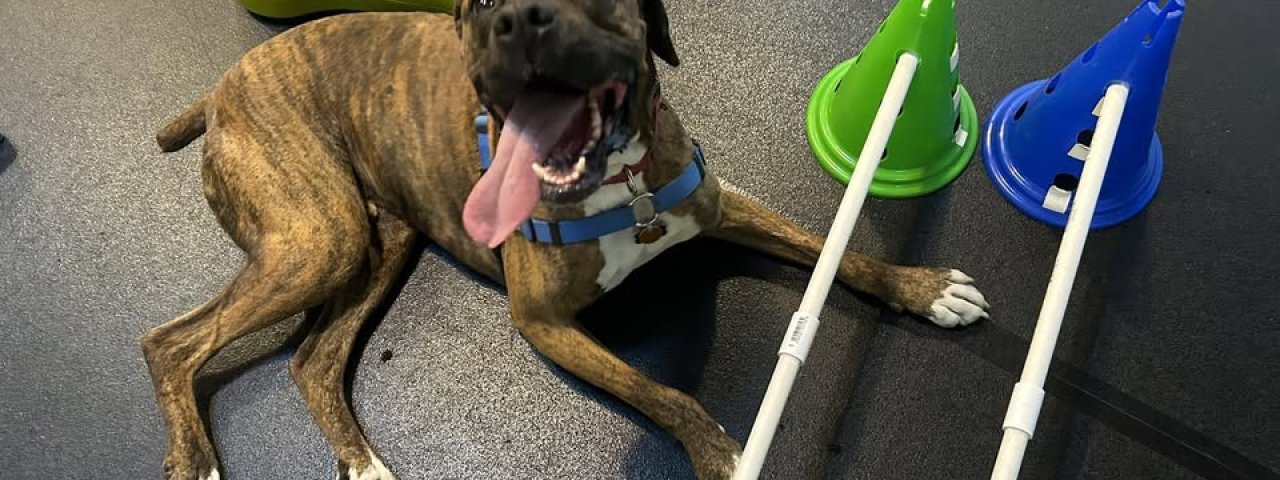 Canine PT and Me - Dog Arthritis Treatment