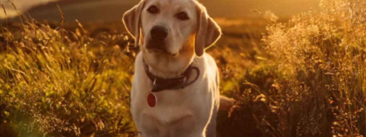 Prestige K9