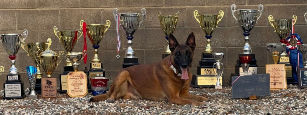 Prestige Protection Dogs