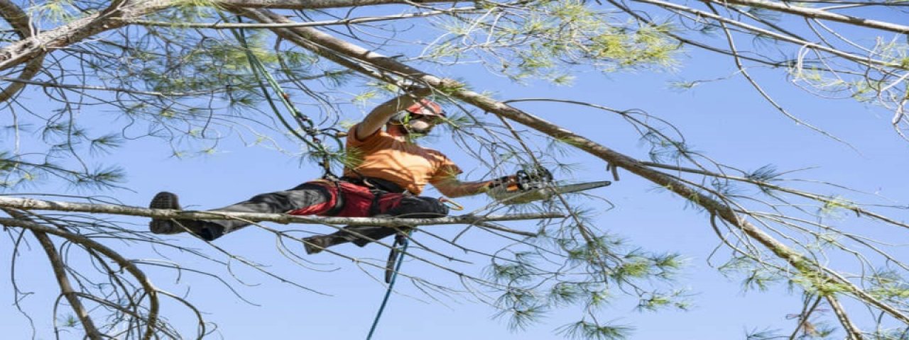 colchestertreesurgeon