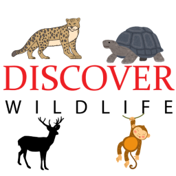 Discover Wild Life