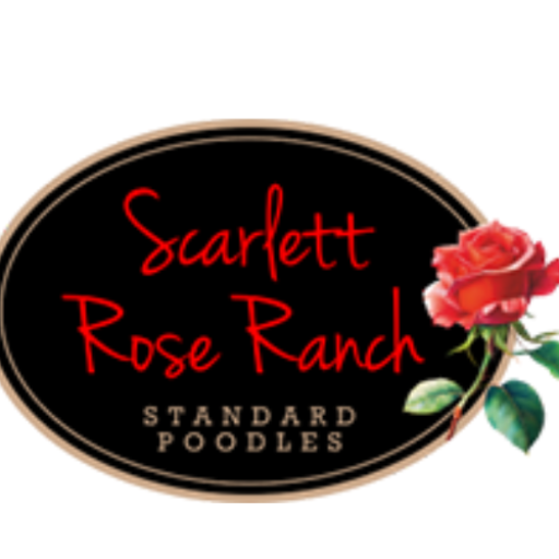 Scarlett Rose Ranch Poodles